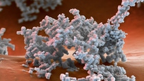BASF’s specialty zeolites based on crystalline alumosilicates play a key role in diesel automotive emission catalysts to reduce harmful NOx emissions. Magnification 8000:1 (15cm in width) BASF’s specialty zeolites based on crystalline alumosilicates play a key role in diesel automotive emission catalysts to reduce harmful NOx emissions. Magnification 8000:1 (15cm in width)